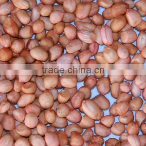 Groundnut thumbnail-1