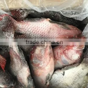 Frozen Good Black Tilapia 500-800g thumbnail-5