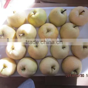 Golden Pear thumbnail-1