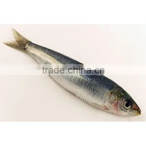 Chinese Fresh Sardines on Sale thumbnail-1