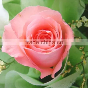 Wholesale Fresh Cut Rose Flowers Roses for Valentine's Day thumbnail-6