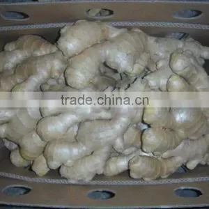 Ginger Root Price thumbnail-2