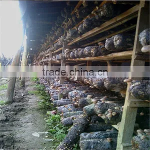 Dried Log Flower Shiitake Mushrooms Logs Whole Low Price For Sale thumbnail-3