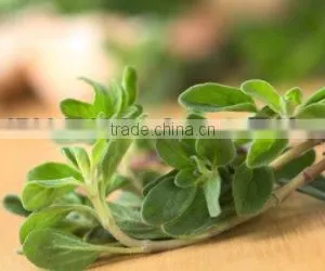 100% PURE SWEET MARJORAM OIL thumbnail-1