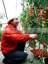 Professional Electric Vegetable Pollination Tool thumbnail-1