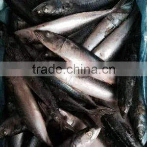 Mackerel Fish Thailand Buyer thumbnail-1