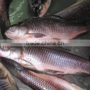 Rohu, Koi thumbnail-1