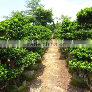 Ficus Bonsai Farm thumbnail-1