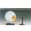 Model Demonstrating Image-forming of Eyeball thumbnail-1