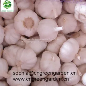 Chinese Fresh Garlic Normal White Garlic Pure White Garlic Dry Garlic thumbnail-3