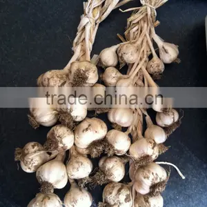 Garlic Seeds Garlic Price thumbnail-2