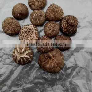 Edilble Dried Tea Flower Mushroom Growing in Autumn thumbnail-2