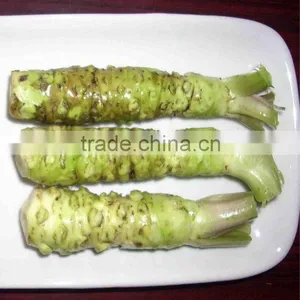 Fresh Horse Radish Global Foods FOB Origin Fresh Horseradish Root thumbnail-1