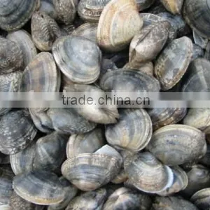 Multi-Language Sites Frozen Short Neck Clam With Shell Frozen Short Neck Clam With Shell Frozen Short Neck Clam With Shell Froz thumbnail-2