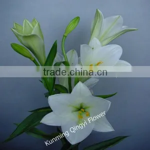 China Supplier High Grade Natural Beautiful Lily Flower thumbnail-4