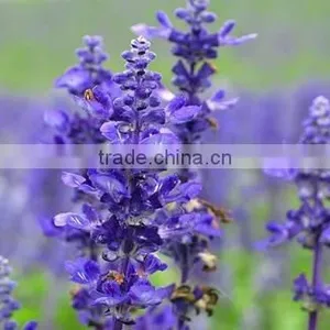 100 Pure Natural Lavandin Grosso Essential Oil thumbnail-1
