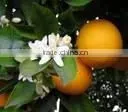 Orange Oil thumbnail-1