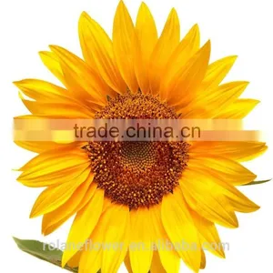 Hot Sale New Product China Fresh Lily Flower for Women's Day thumbnail-1