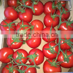 Tomato thumbnail-1