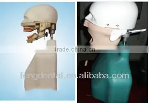 Dental Supply Dental Senior Type II Simulation Manikin AC-P53 thumbnail-1