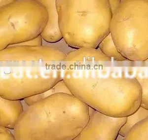 Supply Fresh Vegetables ,high Quality Fresh Potatoes for Sale thumbnail-6