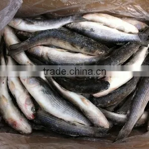 Frozen Grey Mullet thumbnail-1