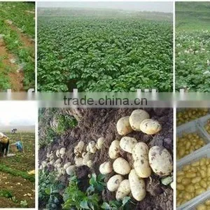 Potato Fresh Yellow/fresh Red Potatoes/purple Potatoes thumbnail-1