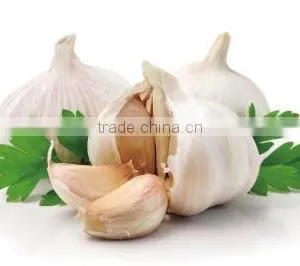 Natural Garlic Extract Oil thumbnail-4