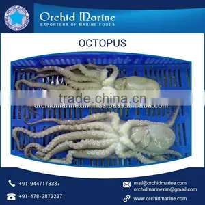 100% Best Quality Frozen Octopus at Lowest Market Price thumbnail-6
