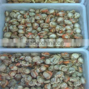 Fresh and Frozen Sea Scallop Half Shell thumbnail-1