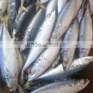 Frozen Pacific Mackerel thumbnail-1