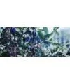 Sweetberry Anthocyanin thumbnail-1