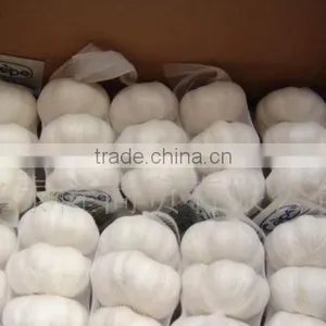 2011 Crop Pure White Garlic 6.0cm 10kg Carton thumbnail-1