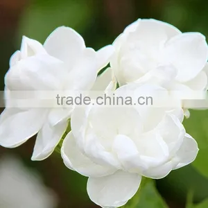 Super Quality Useful Jasmine Export thumbnail-2