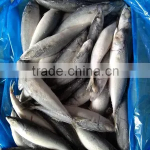 Frozen Good Quality Pacific Mackerel Fish Sea Frozen thumbnail-6