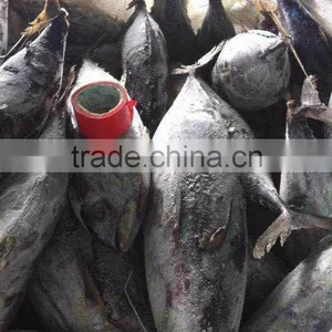 Frozen Skipjack Tuna thumbnail-3