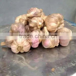 NEW VIETNAMESE WHITE GARLIC thumbnail-1
