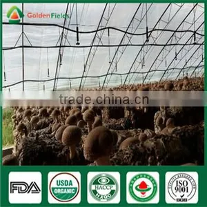 Fresh Dried Donko Shiitake Mushroom Cultivated Souce Mushroom Sawdust Spawn Log thumbnail-5