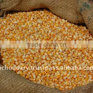 Best Quality Maize Grade thumbnail-1