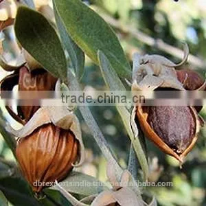 Jojoba Oil Clear thumbnail-1