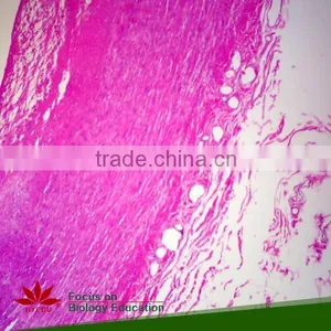75pcs Anatomy Prepared Slides Set for School Teaching thumbnail-4
