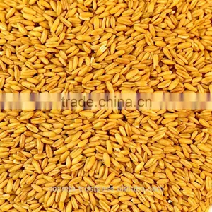 Australian Kilned Dried Hulled Oats thumbnail-1