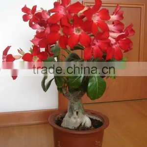 Desert Rose thumbnail-2