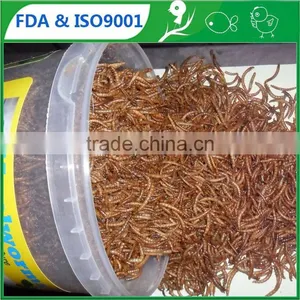 Bird Treat-delicious Dried Mealworm for Bird thumbnail-1
