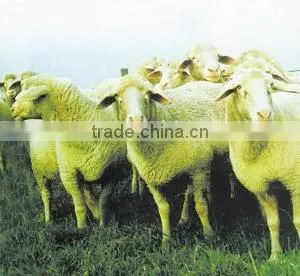 FEED Concentrated Soy Protein thumbnail-1