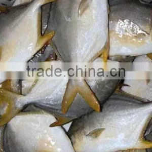 High Quality Frozen Golden Pomfret Fish thumbnail-5