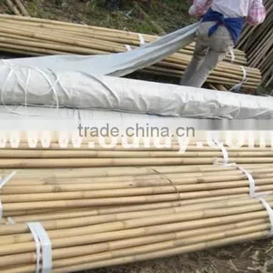 Different Sizes Tonkin Bamboo Stakes/poles/canes for Agriculture thumbnail-4