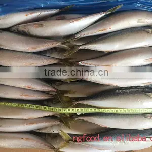 Best Quality Freezing Fish (frozen Mackerel ) thumbnail-1