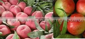 Commercial Use Fruit Stone Coring Seed Removing Plum Olive Cherry Pitter thumbnail-3