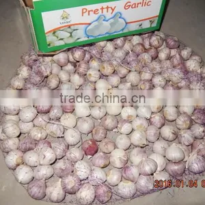 GARLIC thumbnail-2